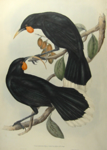 John Gould's Birds of Australia